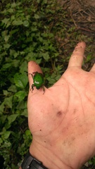 Trigonophorus dilutus