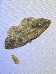 Homochlodes disconventa