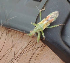 Nabis viridulus