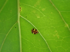 Amida tricolor