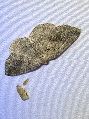 Homochlodes disconventa