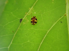 Amida tricolor