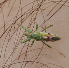 Nabis viridulus