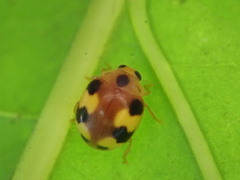 Amida tricolor