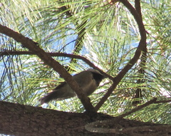 Poecile sclateri