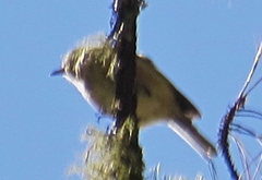 Peucedramus taeniatus