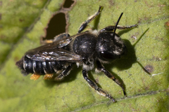 Megachile versicolor