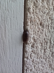 Armadillidium vulgare