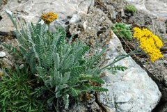 Achillea clypeolata