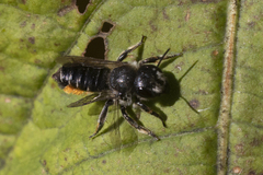 Megachile versicolor