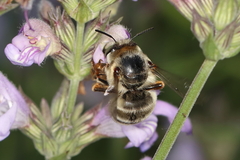 Anthophora fulvitarsis