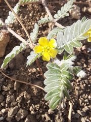 Tribulus terrestris