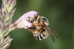 Anthophora fulvitarsis