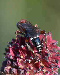 Neotypus melanocephalus