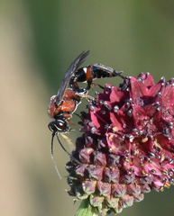 Neotypus melanocephalus