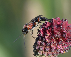 Neotypus melanocephalus