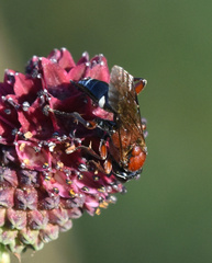 Neotypus melanocephalus