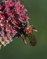 Neotypus melanocephalus