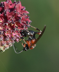 Neotypus melanocephalus