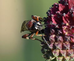 Neotypus melanocephalus