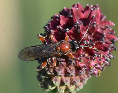 Neotypus melanocephalus