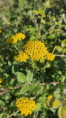 Achillea ageratum