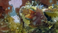 Artedius harringtoni