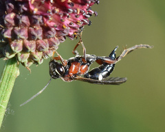Neotypus melanocephalus