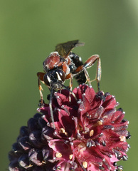 Neotypus melanocephalus