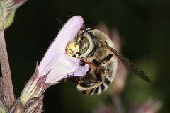 Anthophora fulvitarsis