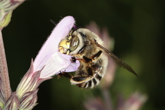 Anthophora fulvitarsis