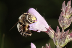 Anthophora fulvitarsis