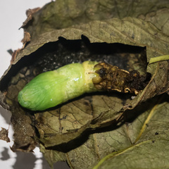 Rhagastis albomarginata