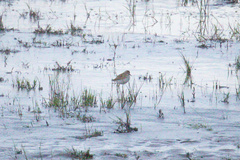 Calidris subminuta