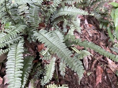 Asplenium normale normale