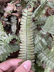Asplenium normale normale