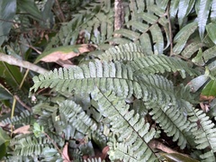 Asplenium normale normale