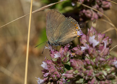 Satyrium esculi
