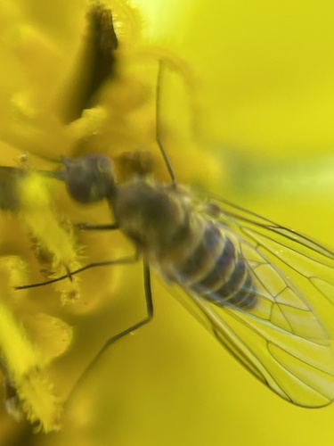 iNaturalist observation photo of Bee Flies