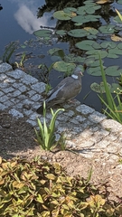 Columba palumbus