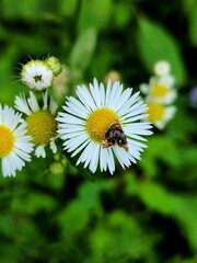 Prochoreutis inflatella