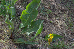 Wyethia glabra