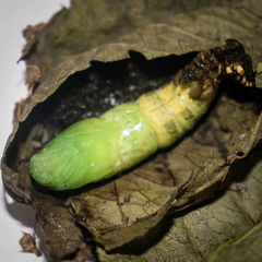 Rhagastis albomarginata