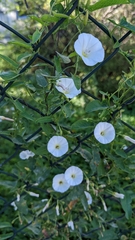 Convolvulus arvensis