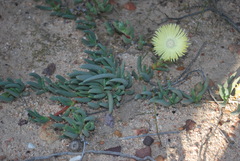 Cephalophyllum loreum