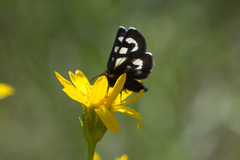 Alypia mariposa