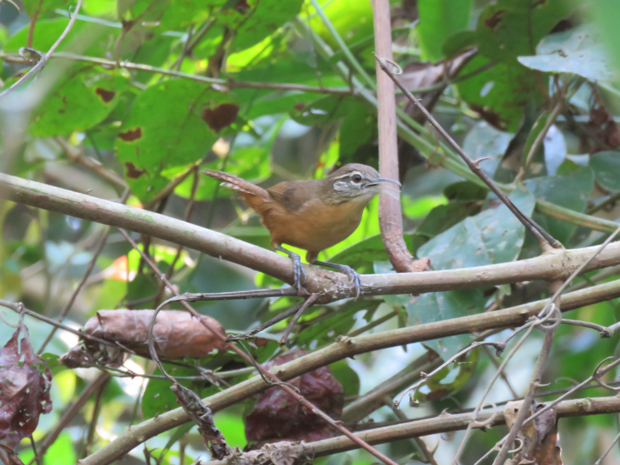 Fawn-breasted Wren (Cantorchilus guarayanus), photo 6