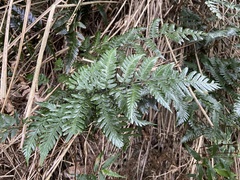 Dryopteris polita