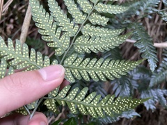 Dryopteris polita