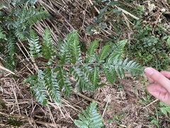 Dryopteris polita